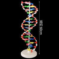 Lycée Biologie Aide À L'enseignement Pvc ADN Double Hélice Molécule Structure Modèle