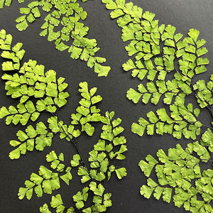 Types <span class=keywords><strong>de</strong></span> <span class=keywords><strong>fougère</strong></span> feuille sèche cadre d'art fleurs pressées pour noël nouvel an fête des pères fête des mères jour <span class=keywords><strong>de</strong></span> pâques - Product Image 6