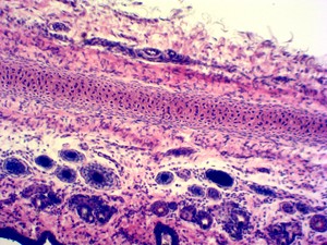 Medizinische Wissenschaft Biotechnologie Herstellung Histologie Folien Lernen von Verbindungs gewebe laborgeräten - Product Image 2