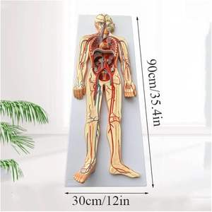 Modèle d'Anatomie Médicale des Organes Comprend le Système Digestif, le Système Nerveux, le Système Lymphatique, le Système Circulatoire en Plastique - Product Image 2