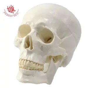 FRT019 Menselijke Schedel Model Levensgrote Pvc Hoofd Bone Met 3 Verwisselbare Tanden Voor Onderwijs Medische Anatomische Schedel