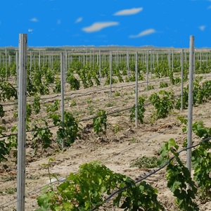 Poste de uva de núcleo de acero duradero para enrejado de viñedo Forma hueca galvanizada en caliente <span class=keywords><strong>Madera</strong></span> tratada a presión Naturaleza - Product Image 2