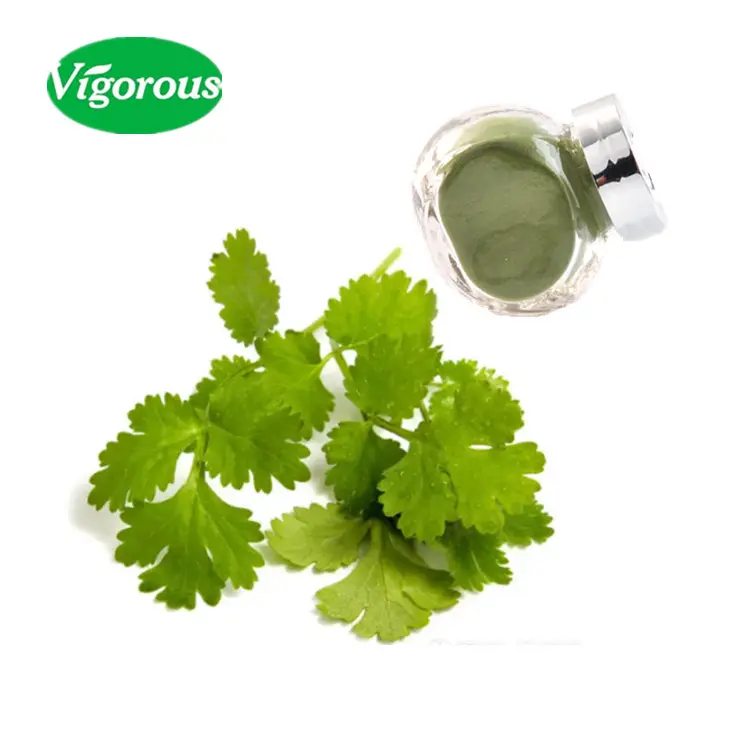 ISO factory Free samples high quality natural coriander cilantro leaf powder