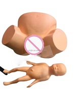 Science médicale femelle génital corps humain plancher pelvien modèle d'anatomie musculaire moules en cuivre