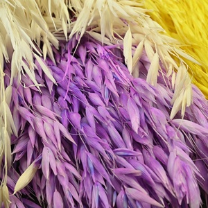 Fleur séchée 40g/<span class=keywords><strong>bouquet</strong></span> d'<span class=keywords><strong>épi</strong></span>s <span class=keywords><strong>de</strong></span> <span class=keywords><strong>blé</strong></span> et d'avoine, fleur éternelle écologique, décoration <span class=keywords><strong>de</strong></span> cadeau d'anniversaire, arrangement floral - Product Image 1