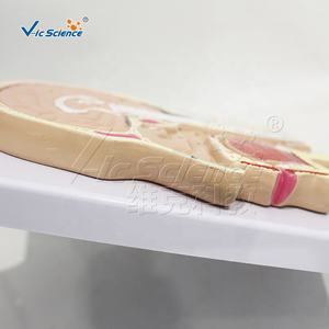 Modelo Sagital de Cabeza con Identificación Digital, Modelo Médico, Modelo de Enseñanza Humana Médica - Product Image 3