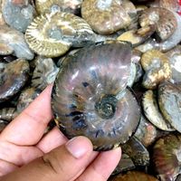 Vente en gros Flash arc-en-ciel naturel, spécimen fossile de conque d'ammonite de Madagascar pour la décoration de la maison
