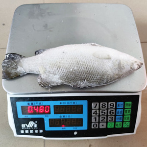 <span class=keywords><strong>ปลา</strong></span>บารามันดีแช่แข็งคุณภาพสูง น้ำหนัก 500-800 กรัม 800-1000 กรัม <span class=keywords><strong>ปลา</strong></span>ทะเลเอเชีย ขายส่ง - Product Image 3