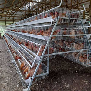 Équipement d'élevage avicole pour poulets pondeuses et poulets de chair, comprenant des cages, des mangeoires et des systèmes d'élevage au sol pour élevage en ferme - Product Image 2