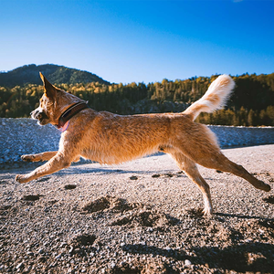 犬用ハーネスセットカスタマイズデザイン高級ソフトパッド入り軽量ソフトメッシュ調節可能 - Product Image 6