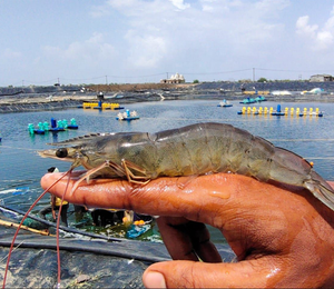Réservoirs circulaires de géomembrane HDPE 0.2 - 3mm géomembrane HDPE réservoir <span class=keywords><strong>d</strong></span>'<span class=keywords><strong>eau</strong></span> de revêtement <span class=keywords><strong>d</strong></span>'étang HDPE <span class=keywords><strong>pour</strong></span> revêtement <span class=keywords><strong>d</strong></span>'étang <span class=keywords><strong>d</strong></span>'aquaculture - Product Image 4