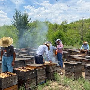 Оптовая продажа, 100% натуральная пчела из Вьетнама - Product Image 6