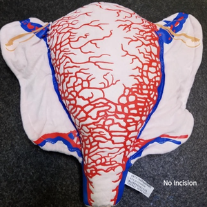 מבנה כלי דם תלת ממדי של כלי דם של היריון, חומר בד מודל עושה ברחם של חתכים מרובים - Product Image 6