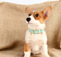 Ventes d'usine en cuir marche quotidienne couleur mélangée accessoires pour animaux de compagnie élégant confortable boucle en métal chat collier de chien en Stock