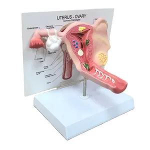 Human plastic anatomical normal female vagina uterus model medical teaching model