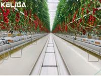 Gouttière de culture en serre utilisée pour la culture hydroponique des fraises