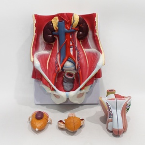 Modelo Anatómico de Alta Calidad del Sistema Urinario Masculino, Modelo <span class=keywords><strong>Humano</strong></span> para Enseñanza Médica - Product Image 1