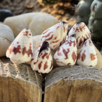 Grandes coquilles de conus ébraeus naturelles, coquillages hébreux, pour la création de bijoux DIY, colliers, boucles d'oreilles, breloques, style marin hawaïen