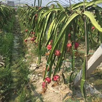 Vers Drakenfruit Ook Bekend Als Pitaya Drakenfruit Vers