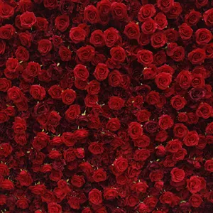 מכירה לוהטת אדום מסיבת קישוטי אספקת מלאכותי עלה רקע פרח קיר רקע אירוע חתונת דקור