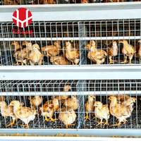 Cage d'élevage de poussins de type A, système de cage d'élevage galvanisée, adapté à l'élevage de poussins, équipement d'élevage de poulets pour ferme, fournisseur