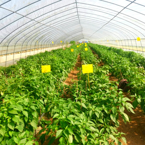 Trampas para polillas y moscas <span class=keywords><strong>de</strong></span> frutas, invernaderos agrícolas, control <span class=keywords><strong>de</strong></span> plagas <span class=keywords><strong>de</strong></span> insectos, trampa adhesiva amarilla para exteriores, tablero <span class=keywords><strong>de</strong></span> pegamento, receptor <span class=keywords><strong>de</strong></span> insectos - Product Image 3