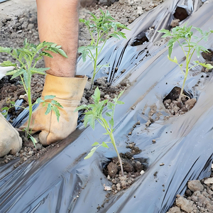 <span class=keywords><strong>Film</strong></span> Pacciamante in Plastica Premium Argento e Nero per Coltivazioni di Fragole e Cipolle - Product Image 3