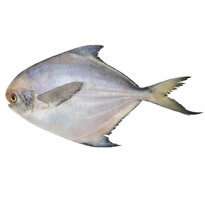 أسماك بحرية للتصدير سمك البومفريت الأبيض الطازج المجمد سمك البومفريت الفضي الصيني السعر للكيلوغرام - Product Image 1
