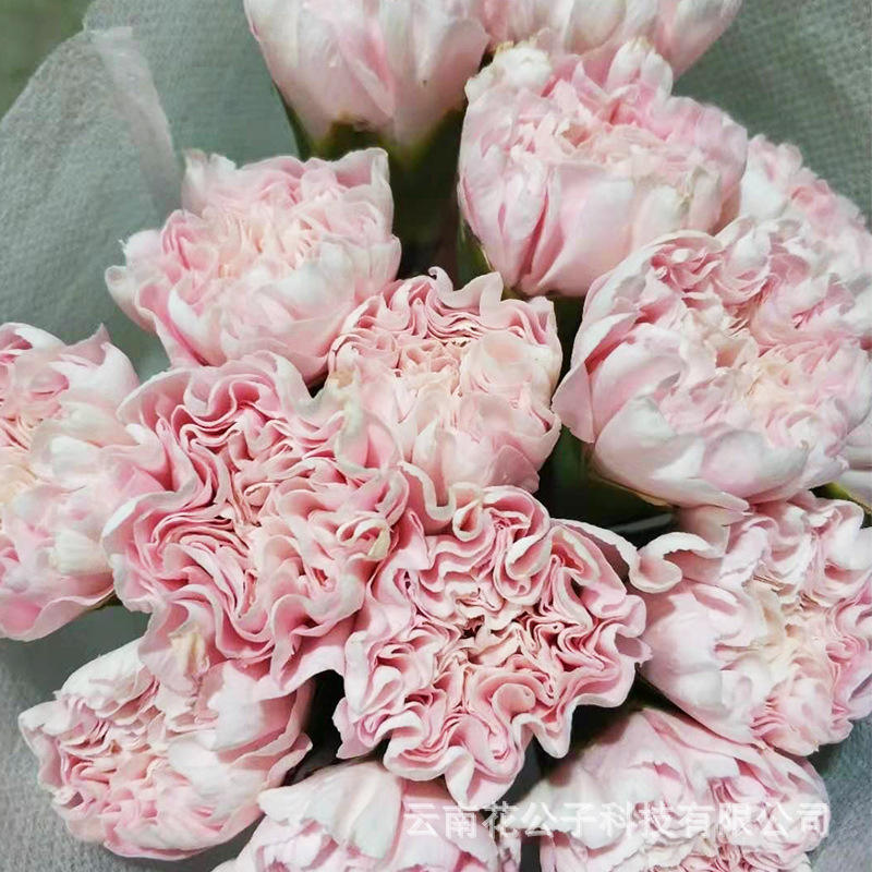 ความงามสีชมพู