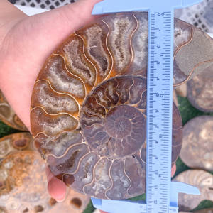 Amonita de Madagascar, Amonita, Amonitaammonite - Product Image 3