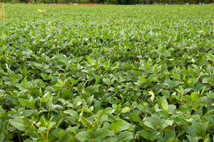 <span class=keywords><strong>Herbicida</strong></span> Selectivo Quizalofop-P-Ethyl 5%, 10% EC para Controlar y Eliminar Malezas Anuales en Campos de Frijol y Algodón - Product Image 4