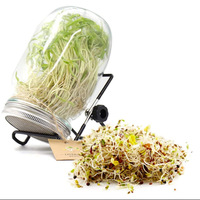 Kit de germination en verre borosilicate avec couvercle en maille d'acier inoxydable et support en acier thermolaqué, capacité 0,5-1L pour la maison