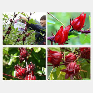 Clqq Premium Quality Natural Dry Roselle Tea Orgânico Herbal Hibiscus Flower Blooming Tea Loose Health Tea em Box Packaging - Product Image 5