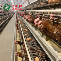 Cage de ponte automatique Cages à plusieurs niveaux pour poules pondeuses poulets équipement pour volaille