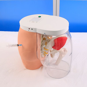 Modèle transparent d'<span class=keywords><strong>injection</strong></span> <span class=keywords><strong>intramusculaire</strong></span> fessière et de comparaison, modèle d'enseignement médical et de formation infirmière - Product Image 2
