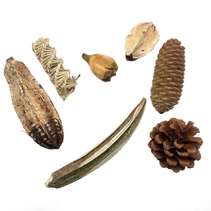 Großhandel Birdstory Averrhoa-Frucht (Karambola) Haustier-Lieblings-Interaktives Essbares Trockenfrucht-Spielzeug für Papageien Innen-/Außenbereich - Product Image 2