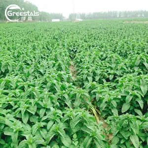 Hot Sale Wholesale Bulk 100% Pure Pepper-like Peppermint Oil Customized Distilled Extracted Mentha Piperita Oil