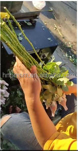 Machine à enlever les feuilles de fleurs fraîches à bas prix, Machine à couper les tiges de feuilles de roses, Machine à décaper les épines de fleurs de roses - Product Image 6