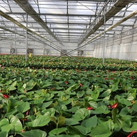 Serre en verre chauffée à structure intelligente pour la culture de melons d'eau, légumes, tourisme agricole, peut être équipée de filets d'ombrage