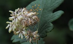 Extrait de <span class=keywords><strong>Macleaya</strong></span> <span class=keywords><strong>Cordata</strong></span>/Sanguinarine naturel et de haute qualité - Product Image 2