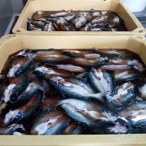 360 660 1000L rotomolded cá vận chuyển Totes cá sống lưu trữ cách nhiệt container cá bin với PU - Product Image 6