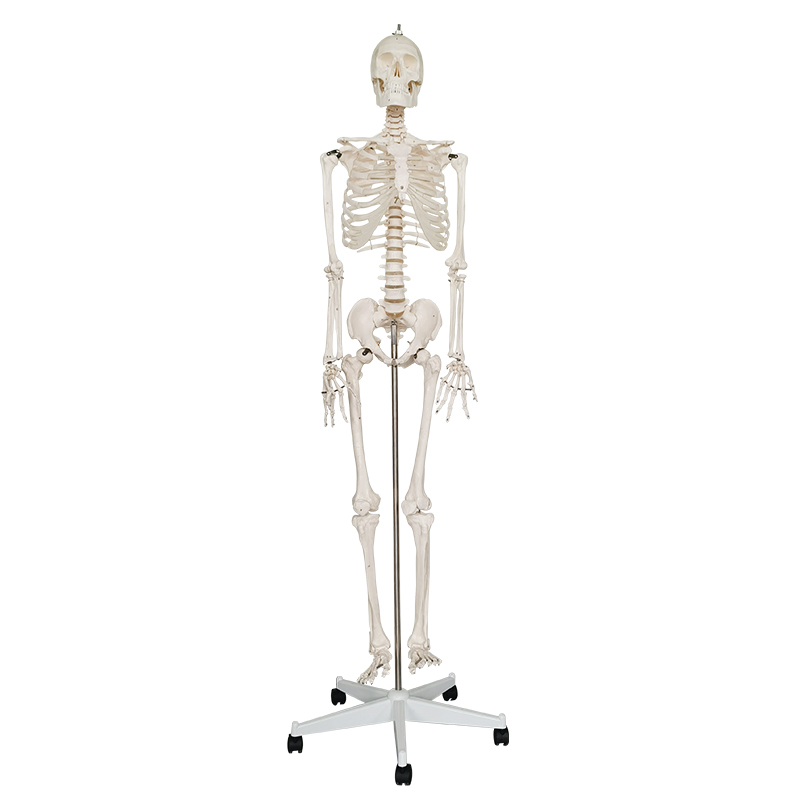 Human education skeleton model (170cm) with stand /biological model life size skeleton model