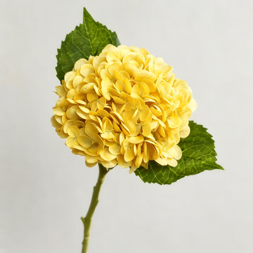 Giallo