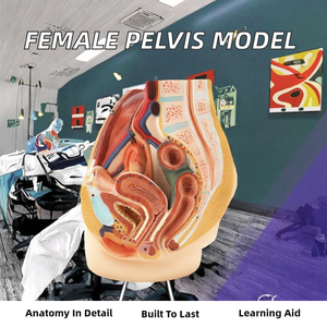 Modèle anatomique grandeur nature du système urinaire et génital masculin en PVC, aide pédagogique pour l'enseignement de l'anatomie, sciences médicales - Product Image 2