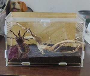 Mini micro-écosystème d'habitat en acrylique magnétique empilable pour tarentules arboricoles Scorpions & Insectes Escargots Isopodes Geckos - Product Image 3