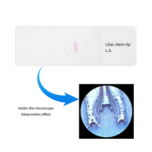 Punta del gambo lilla L.<span class=keywords><strong>S</strong></span>. Vetrini per microscopio con taglio a strappo vetrini per microscopio da laboratorio attrezzature didattiche da laboratorio - Product Image 3