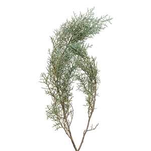 Preservato lungo periodo di vita blu ghiaccio cipresso <span class=keywords><strong>Cupressus</strong></span> Arizonica decorazione della casa - Product Image 2