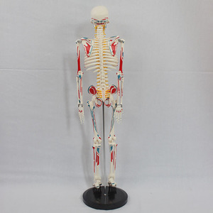 Sciedu 85cm Bộ Xương với toàn bộ cơ thể cơ bắp nguồn gốc và chèn vành đai con người intervertebral đĩa dây thần kinh Mô Hình Bộ Xương - Product Image 3