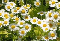 Ekstrak Herbal Alami Kelas Makanan 10:1 Bubuk Bunga Feverfew Biasa