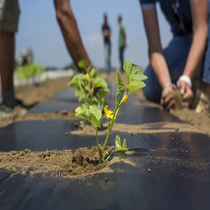 Film de paillage biodégradable en gros pour légumes et fruits - Product Image 3